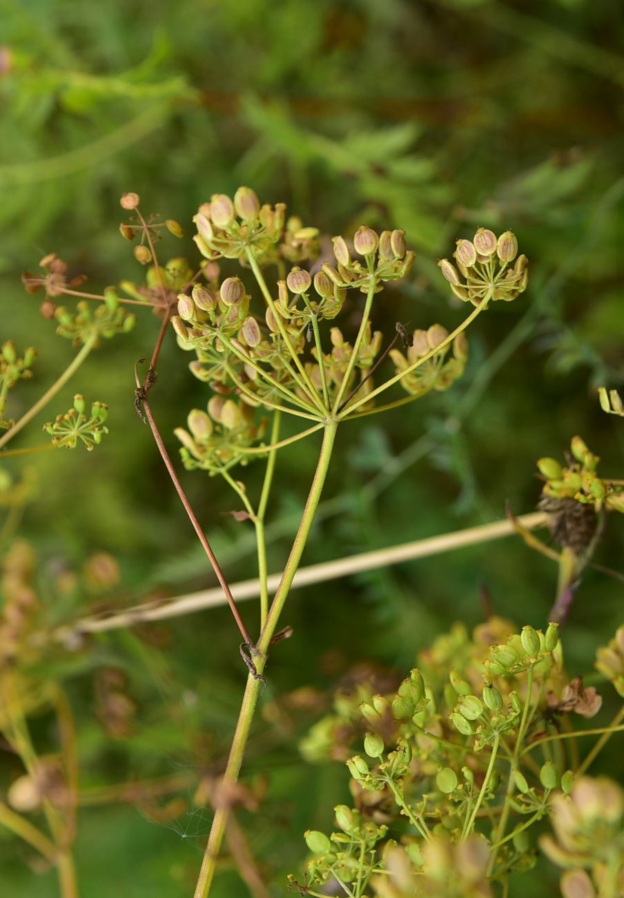 Image of Unknown species specimen.