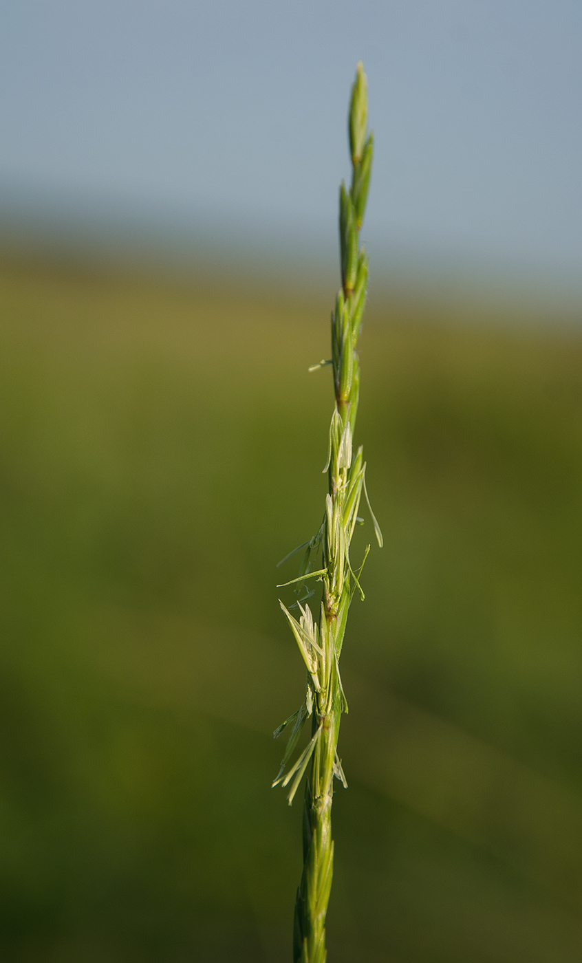 Image of familia Poaceae specimen.