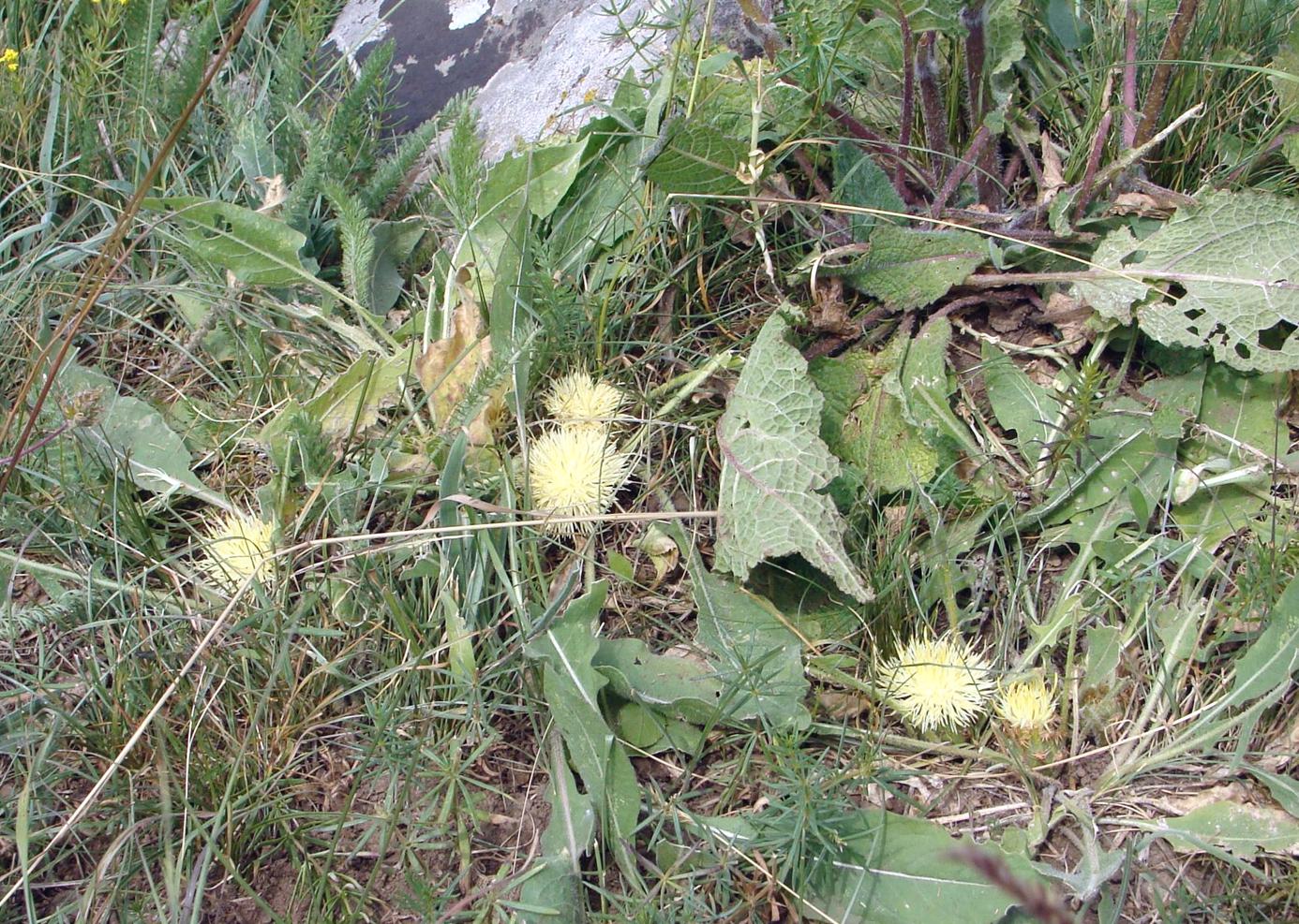 Image of genus Centaurea specimen.