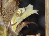 Orobanche camptolepis