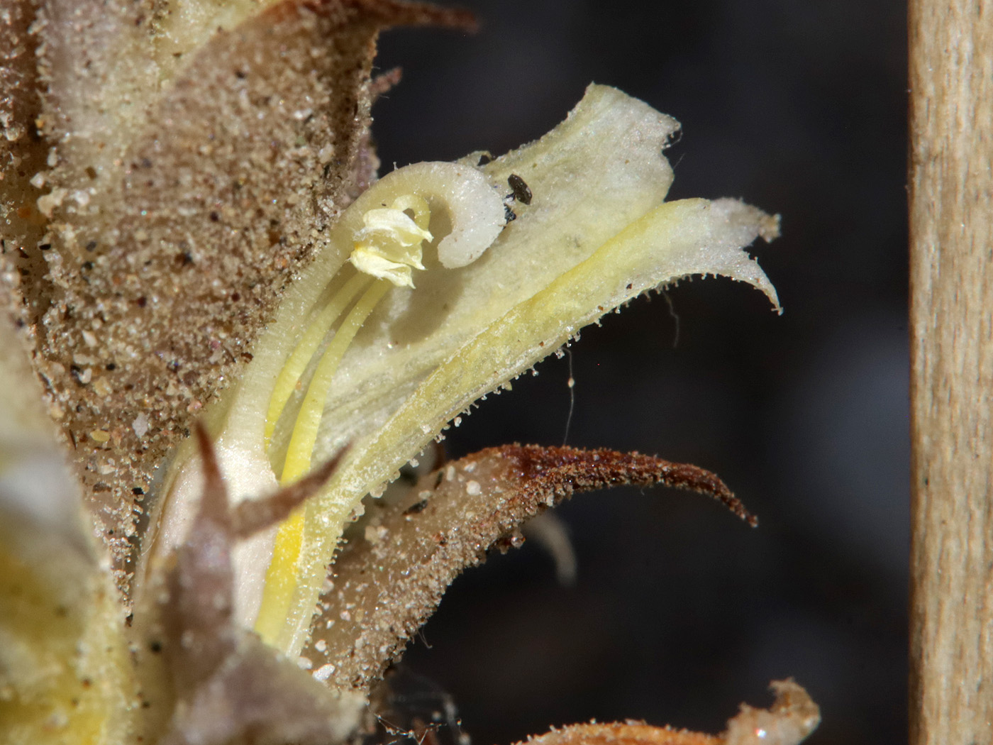 Изображение особи Orobanche camptolepis.