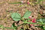 genus Lathyrus. Часть побега. Турция, ил Артвин, окр. храма Отхта, луг, у тропы. 13 июня 2026 г.
