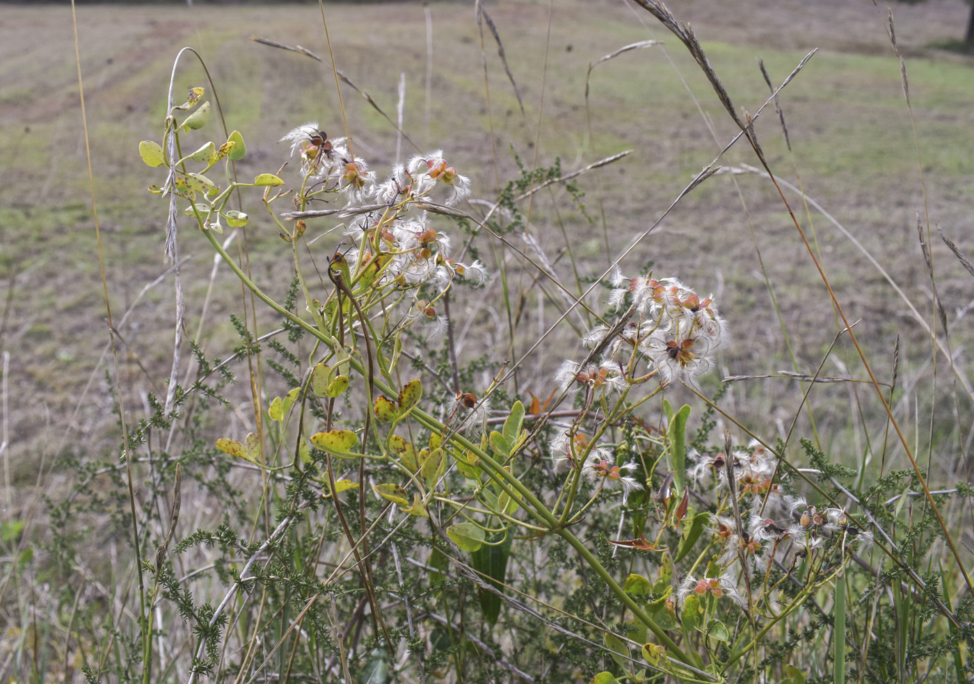 Image of Clematis flammula specimen.