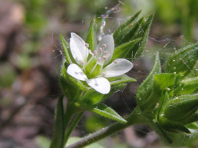 Изображение особи Arenaria serpyllifolia.