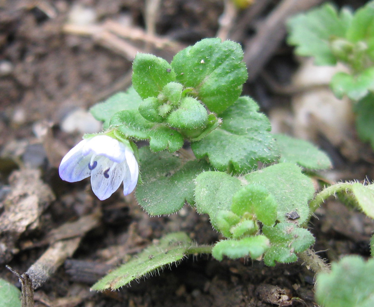 Image of Veronica polita specimen.