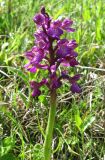 Anacamptis morio подвид caucasica. Верхушка побега с соцветием. Крым, окр. с. Перевальное, луг среди кустарников. 19 мая 2011 г.