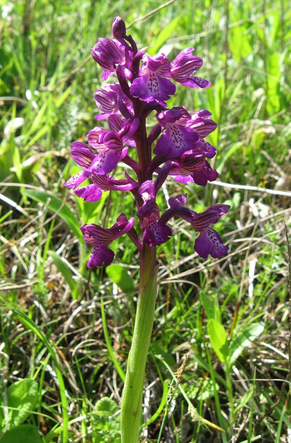 Image of Anacamptis morio ssp. caucasica specimen.