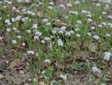 род Valerianella. Цветущие растения. Крым, Кутлакская бухта. 05.05.2011.