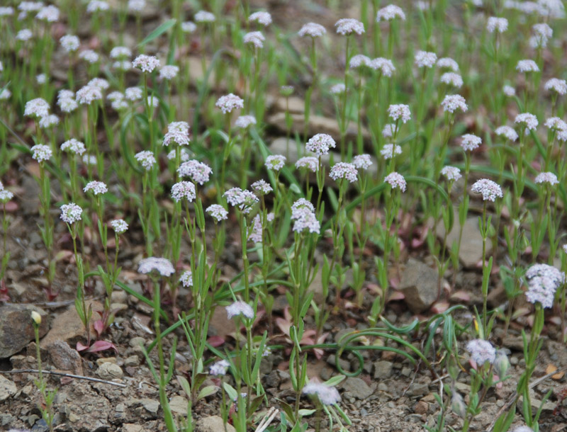 Image of genus Valerianella specimen.