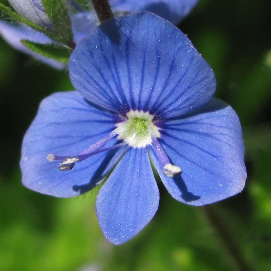 Image of Veronica chamaedrys specimen.