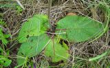 Verbascum phoeniceum