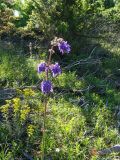 Salvia nutans