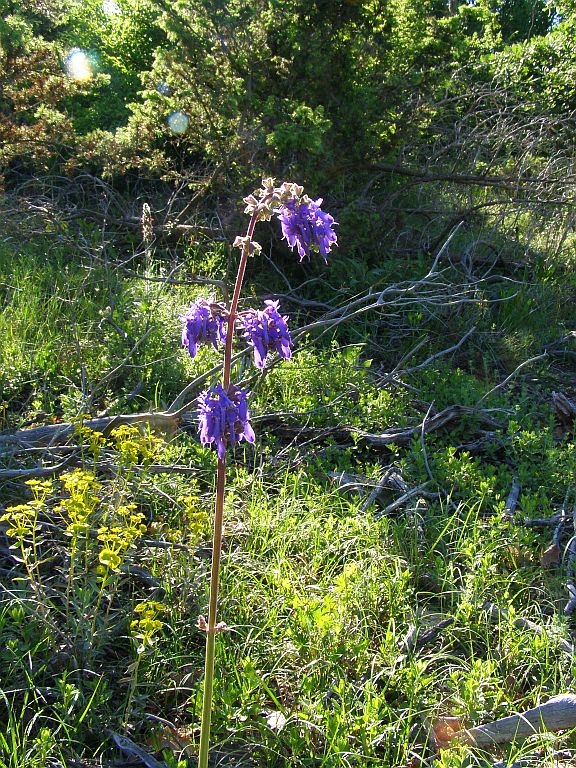 Изображение особи Salvia nutans.