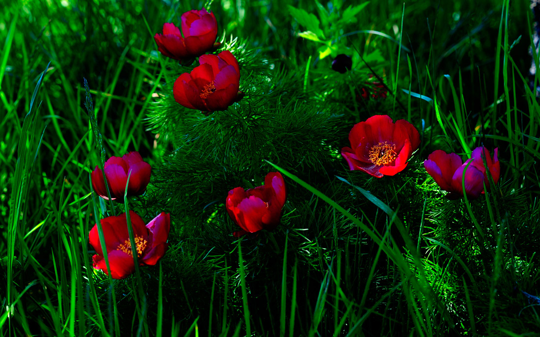 Image of Paeonia tenuifolia specimen.