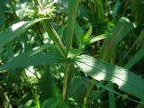 Stachys palustris