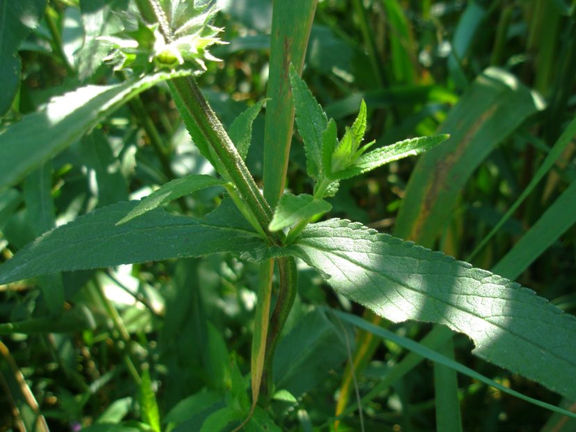 Изображение особи Stachys palustris.