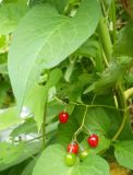 Solanum kitagawae