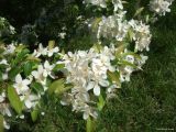 род Malus