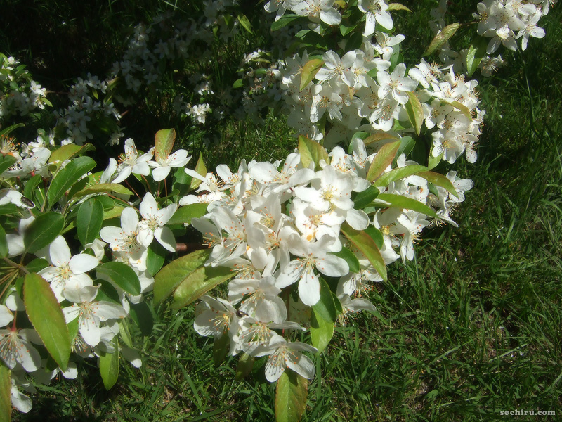 Изображение особи род Malus.