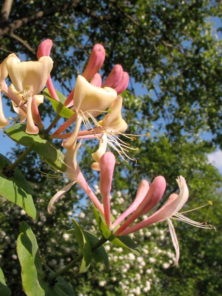 Image of Lonicera caprifolium specimen.