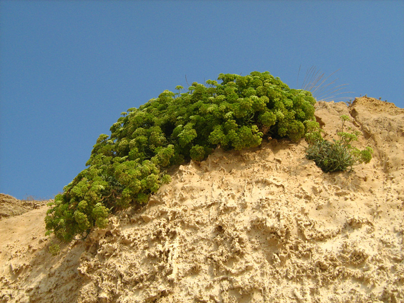 Изображение особи Crithmum maritimum.