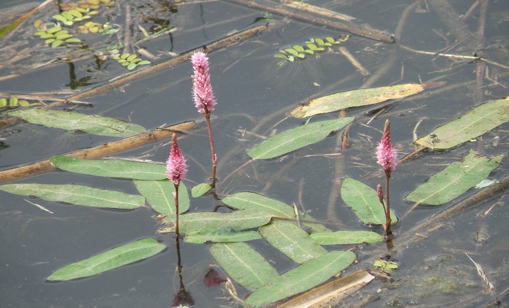 Изображение особи Persicaria amphibia.