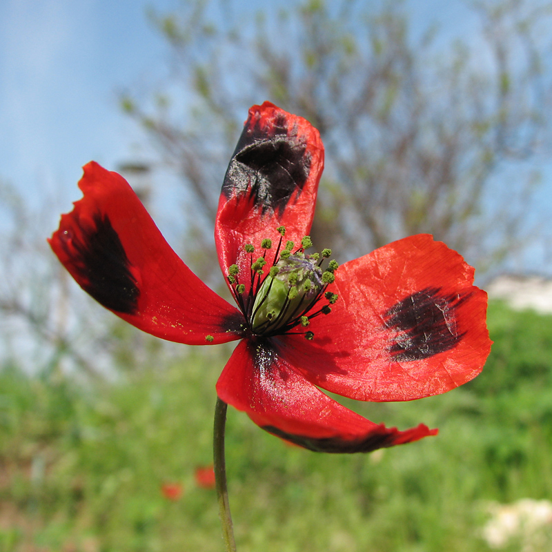 Image of Papaver laevigatum specimen.