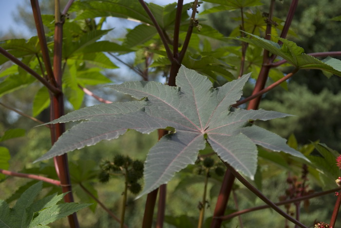 Изображение особи Ricinus communis.