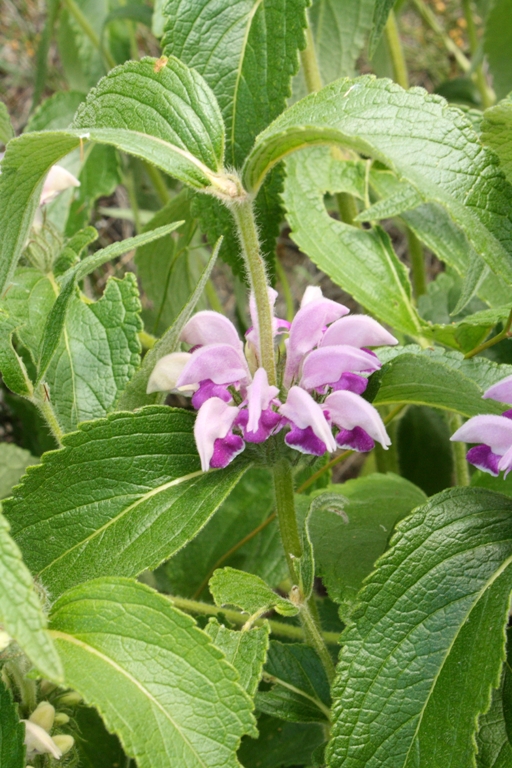 Image of Phlomis majkopensis specimen.