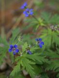 Geranium pseudosibiricum