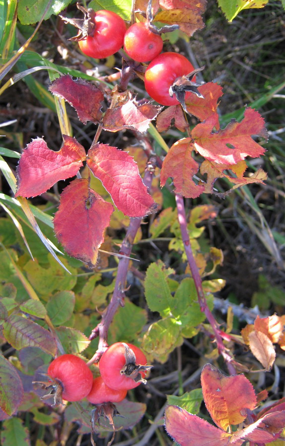 Image of Rosa caesia specimen.