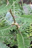 Astragalus retamocarpus