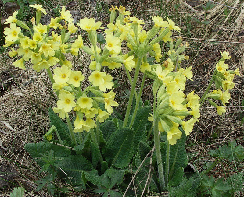 Image of Primula elatior specimen.