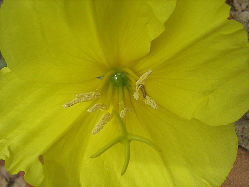 Изображение особи Oenothera drummondii.