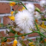 Sonchus arvensis