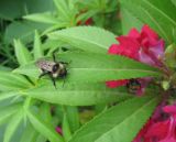 Impatiens balsamina. Лист с оцепеневшим от холода шмелём-трутнем (опылителем). Санкт-Петербург, клумба. 12 августа 2011 г.