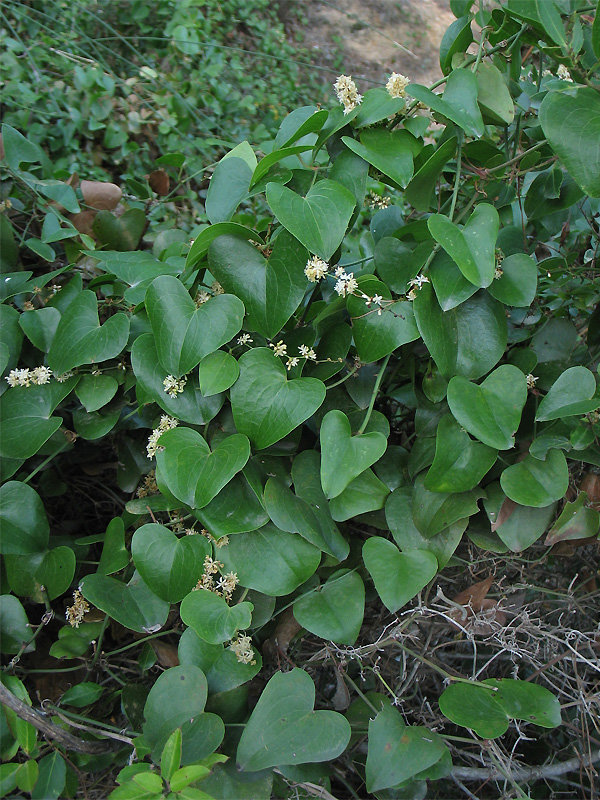 Image of Smilax aspera specimen.