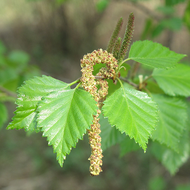 Изображение особи Betula borysthenica.