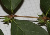 Lonicera × purpusii. Часть побега. Германия, г. Кемпен, в культуре. 29.01.2012.