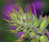 Digitalis purpurea