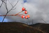 Sorbus taurica