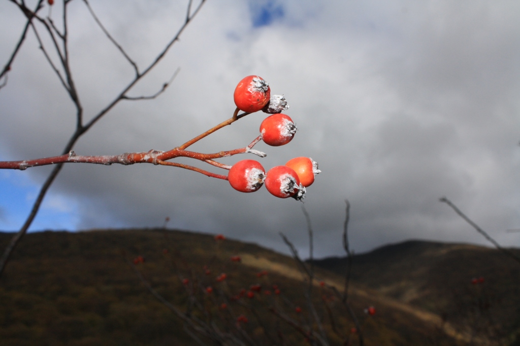 Изображение особи Sorbus taurica.