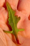 Rumex occultans