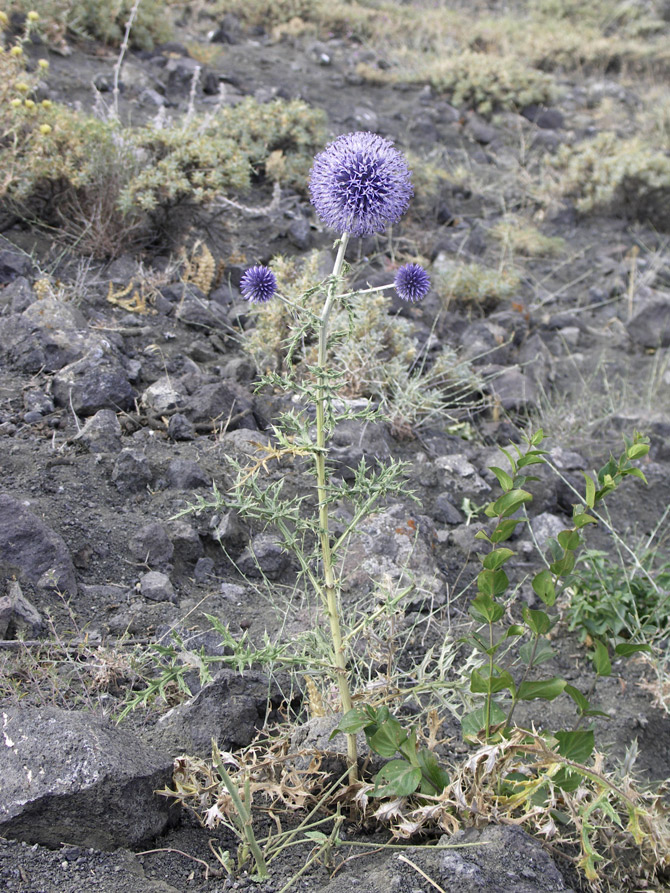 Изображение особи Echinops pungens.