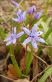 Scilla bifolia