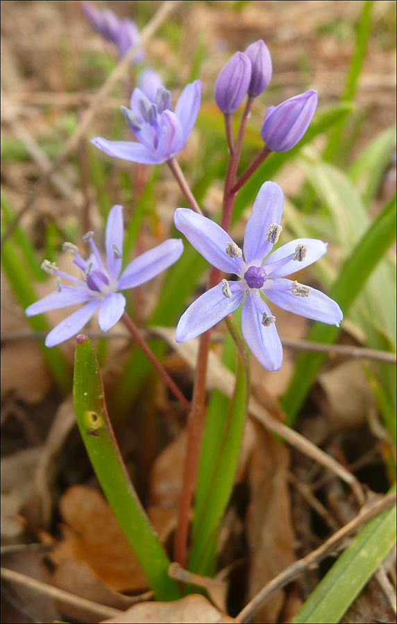Image of Scilla bifolia specimen.