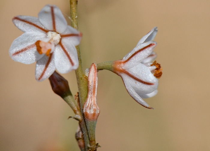 Image of Asphodelus tenuifolius specimen.