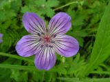 Geranium wlassovianum