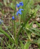 Scilla siberica. Цветущее растение. Московская обл., дачный участок. 01.05.2007.