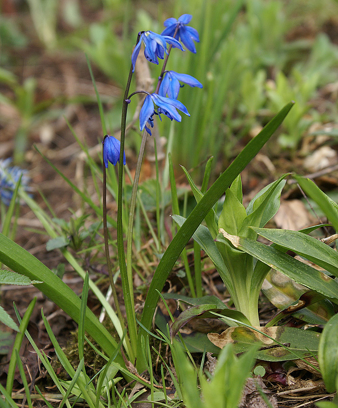 Изображение особи Scilla siberica.